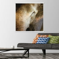 Бет Шеридан-Индиски Слон Ѕид Постер Со Дрвена Магнетна Рамка, 22.375 34